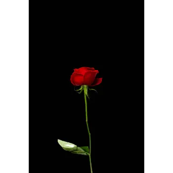 Common Red Rose